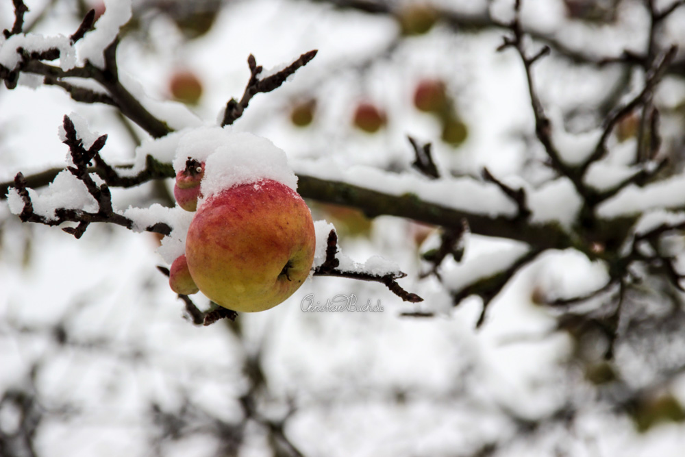 Schneebedeckter Apfel