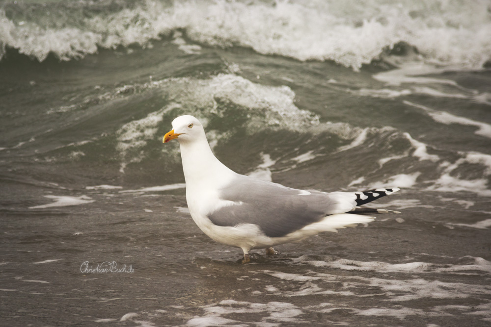 Seemöve an der Ostsee