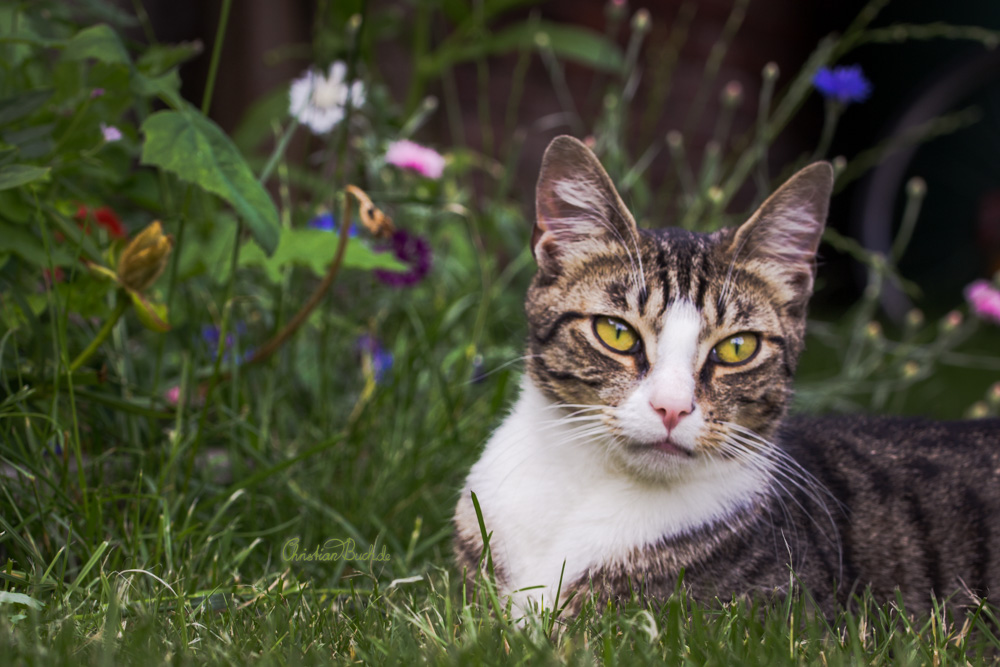 Katze liegt auf der Wiese