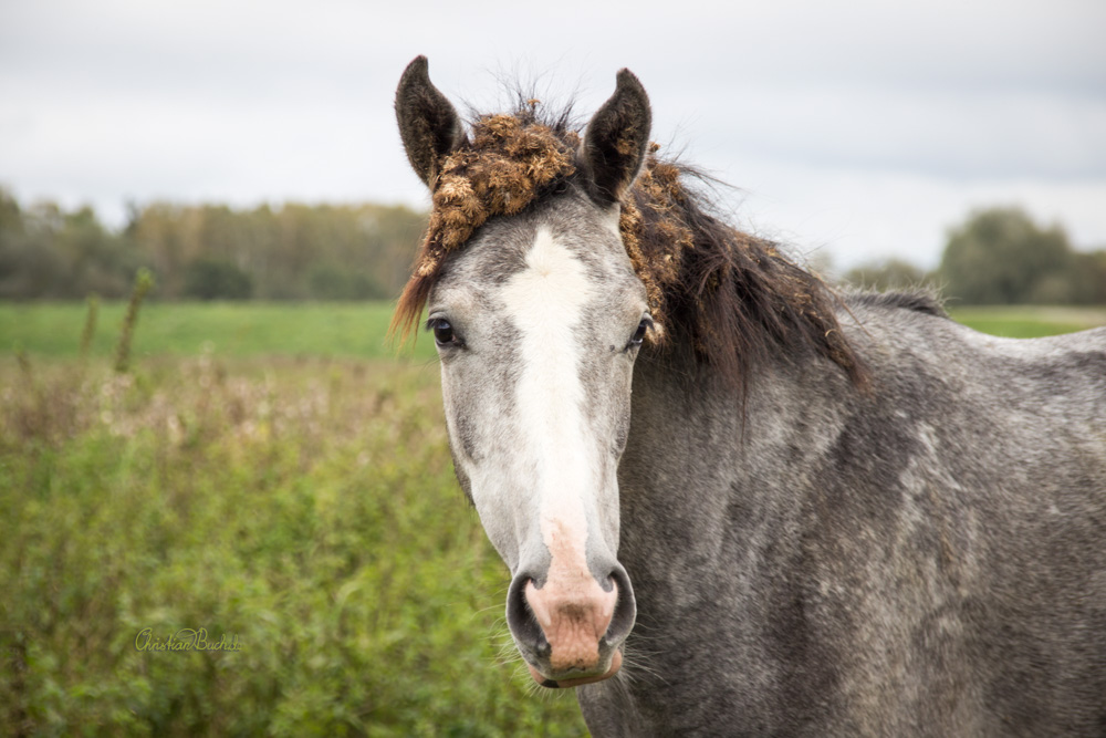 Schimmel mit Kletten in der Mähne